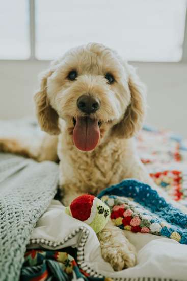 color-of-dog-toys-2.jpg