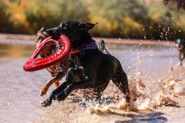 color-of-dog-toys-3.jpg